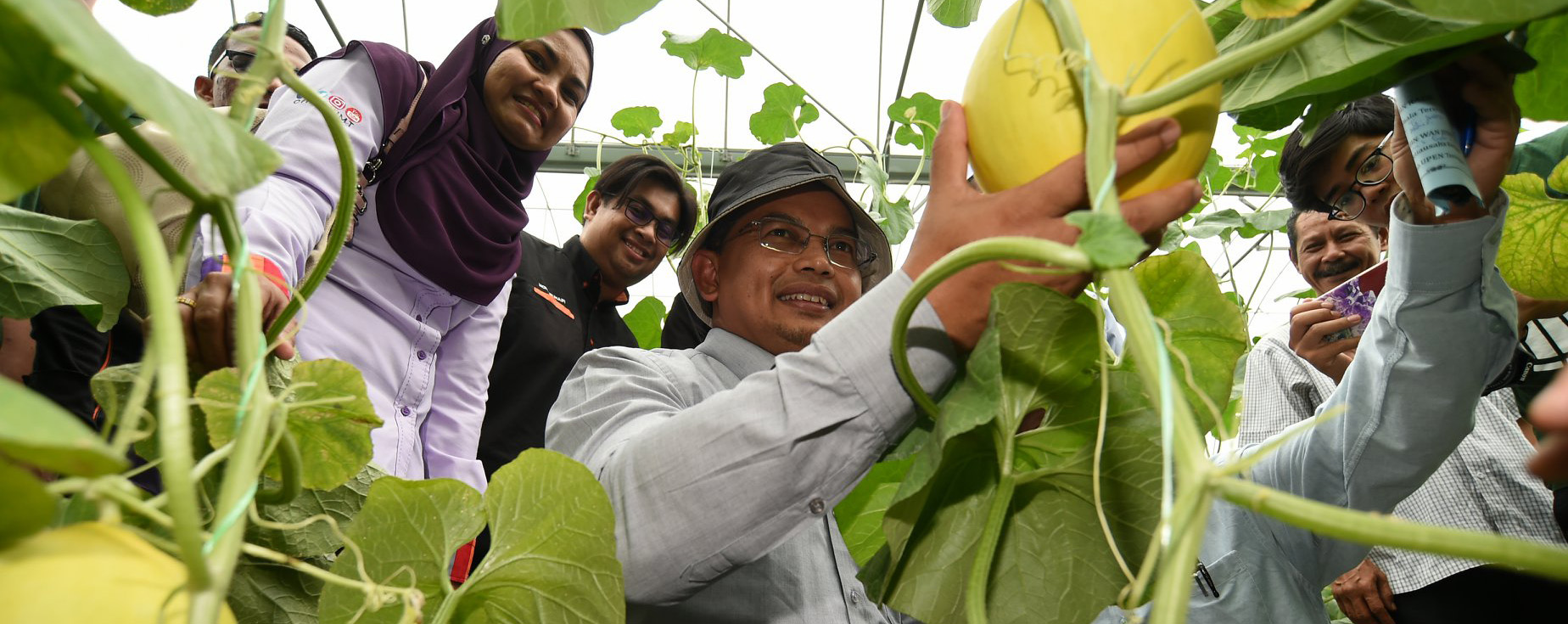 Melon Manis Terengganu Terbaik