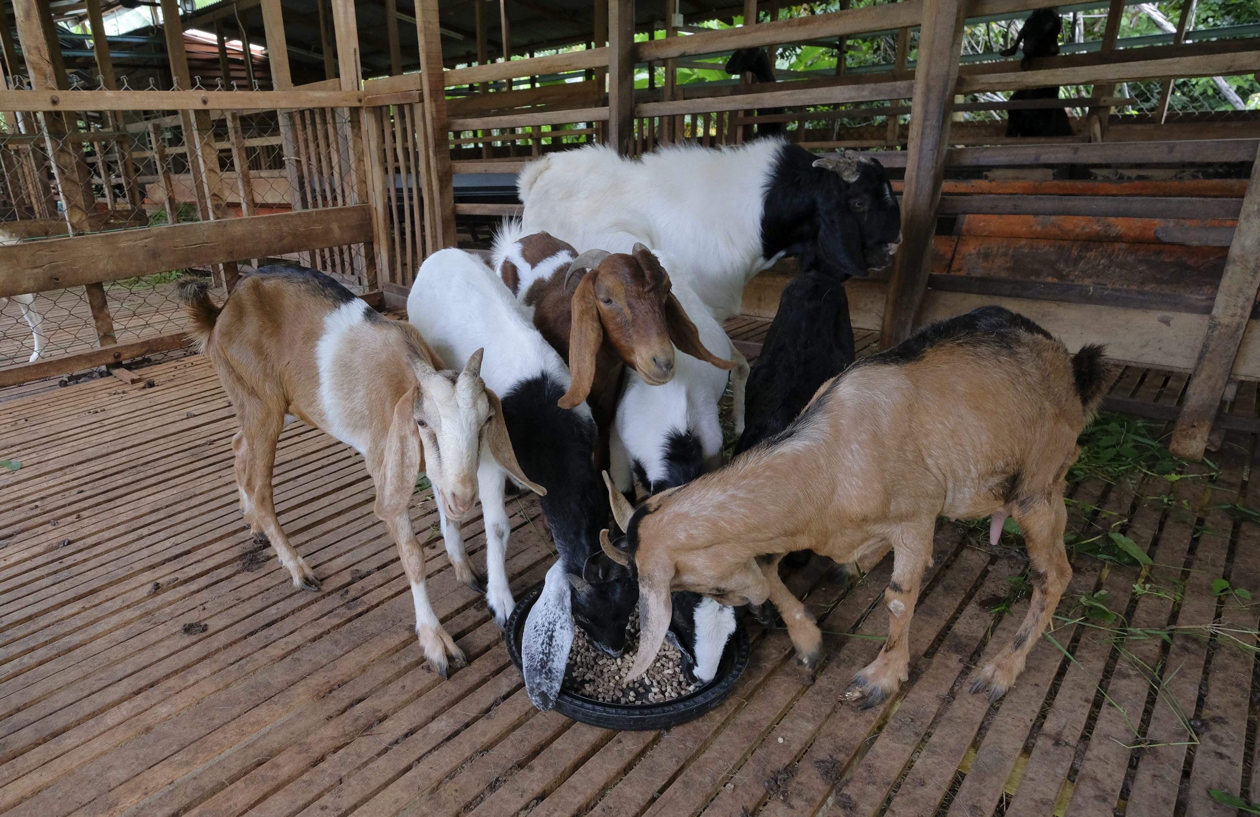 Terengganu Kini Pengeluar Susu Kambing