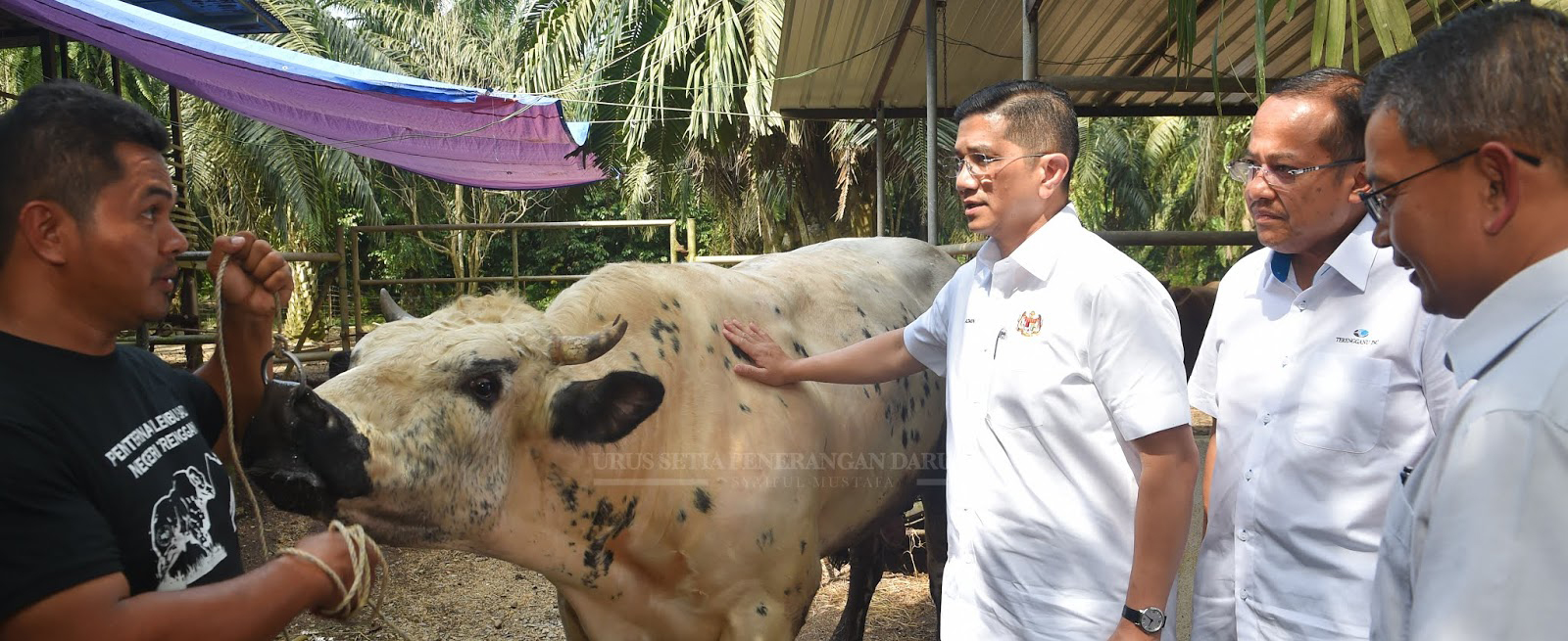 Terengganu Berpotensi Jadi Hab Penternakan Lembu Sado