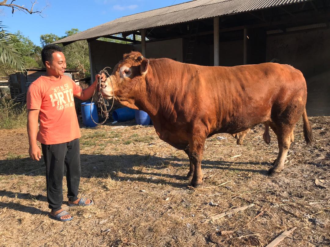 Lembu Sado Trend Baharu Jana Pendapatan Lumayan