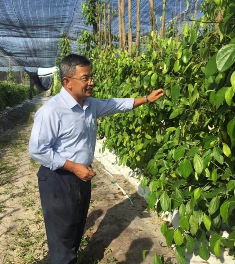 Projek Mega Tanaman Lada Hitam Dibangunkan Di Terengganu