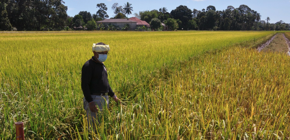 Beras MyGap Keluaran Terengganu Dipasarkan Mei Ini