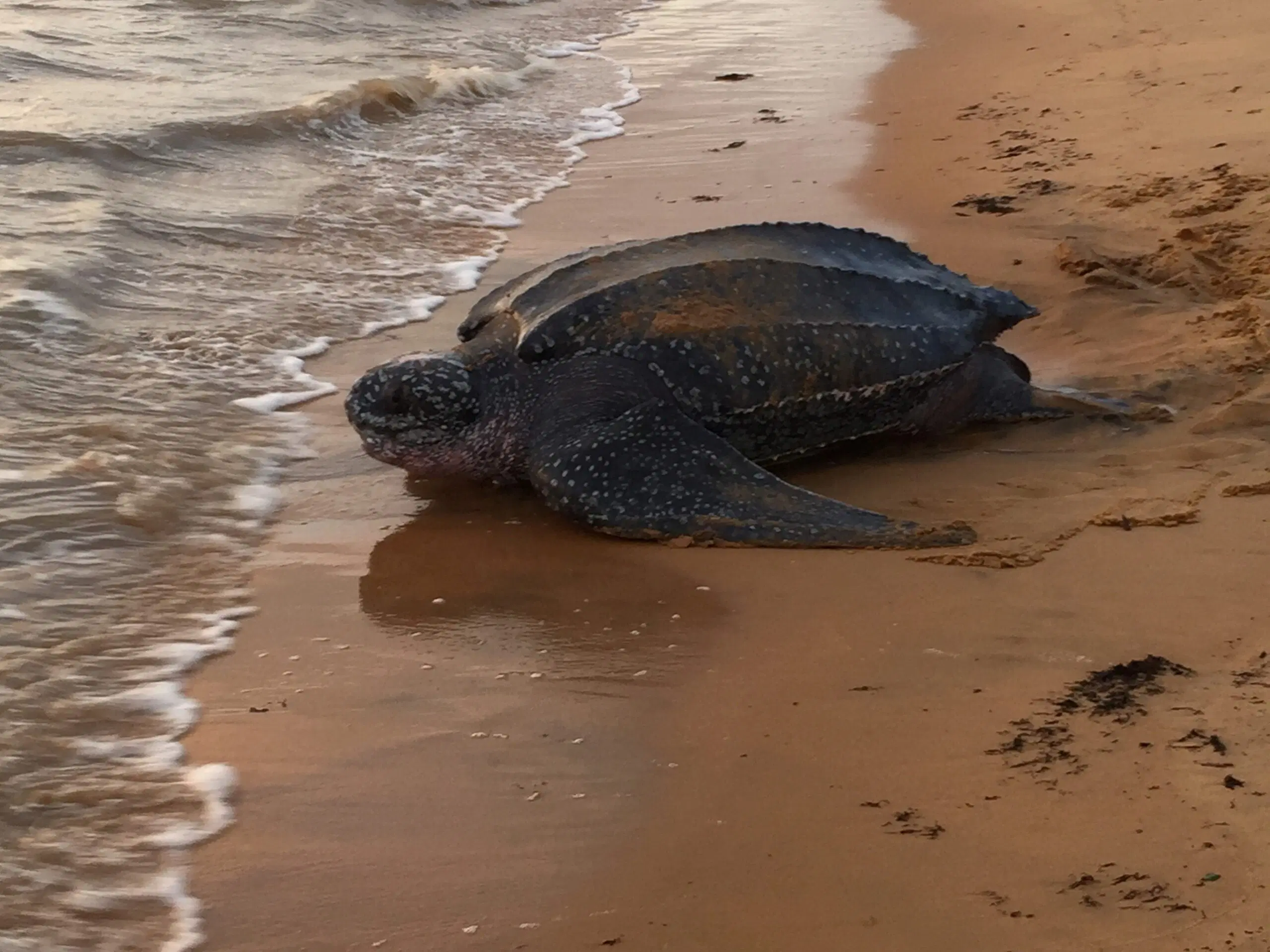 Pendaratan Penyu Di Pantai Terengganu Meningkat