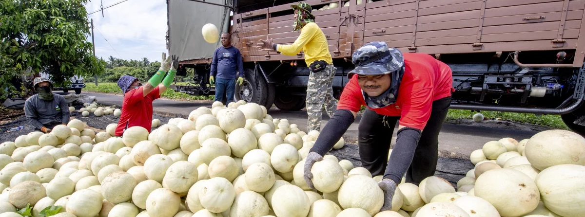 Terengganu Usaha Buah-Buahan di Tanah Terbiar